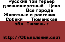 Русский той-терьер длинношерстный › Цена ­ 7 000 - Все города Животные и растения » Собаки   . Тюменская обл.,Тюмень г.